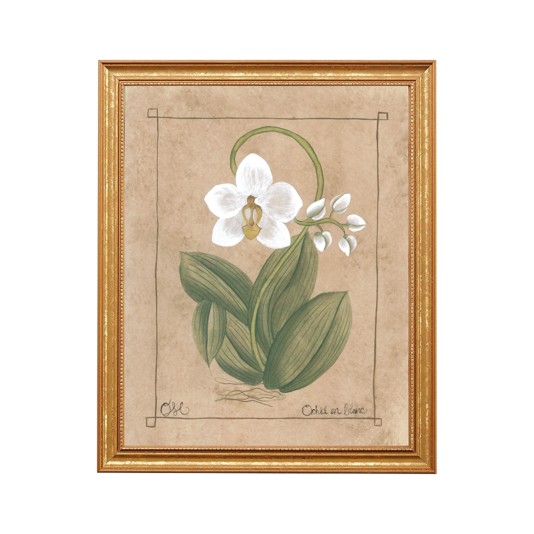 Botanique Blanc Orchid Art Print