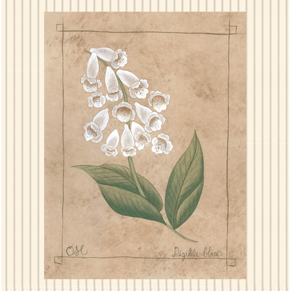 Botanique Blanc Set of 4 Originals on Papier