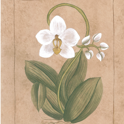 Botanique Blanc Orchid Art Print