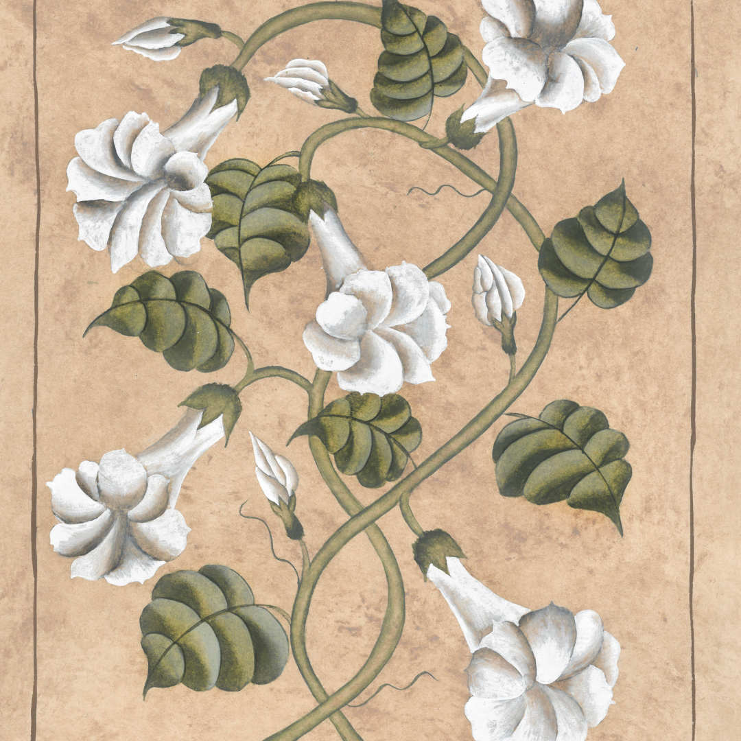 Botanique Blanc Morning Glory Original on Papier