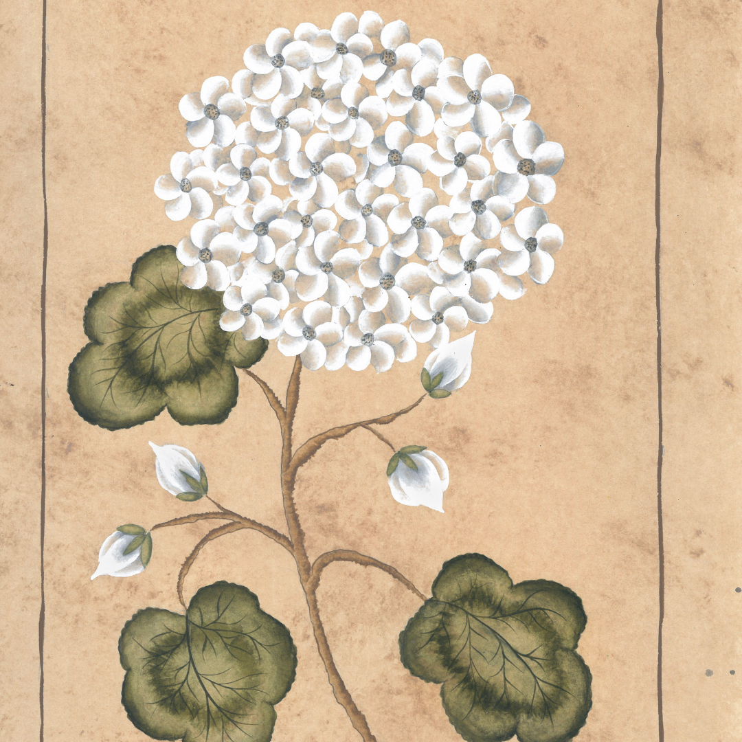 Botanique Blanc Geranium Original on Papier