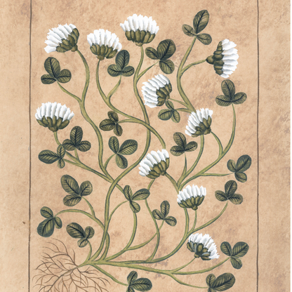 Botanique Blanc Trefle Rampant Original on Papier