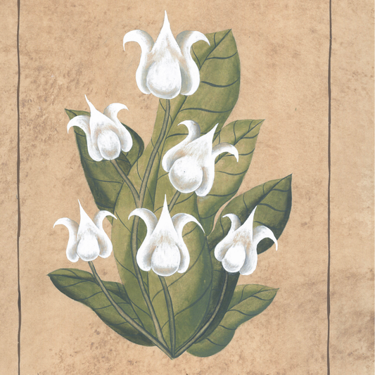 Botanique Blanc Tulips Original on Papier