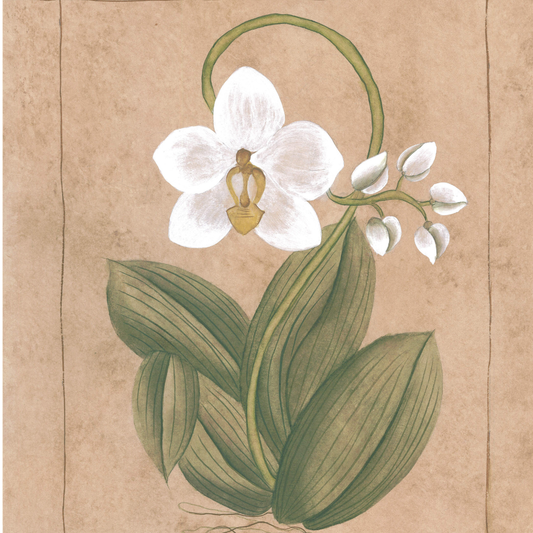 Botanique Blanc Orchid Original on Papier