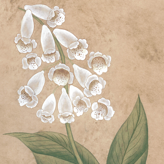 Botanique Blanc Foxgloves Original on Papier