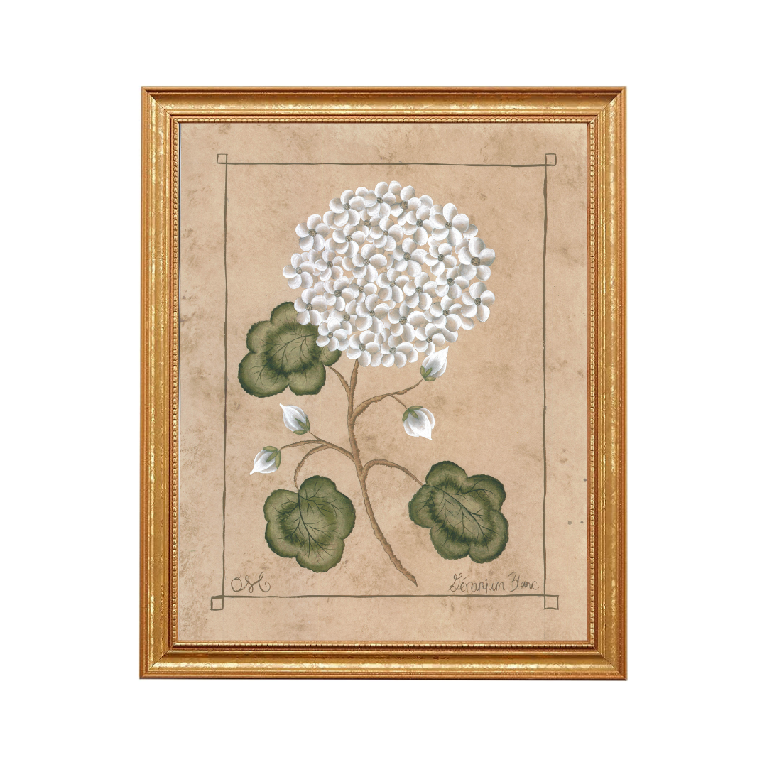 Botanique Blanc Orchid Art Print