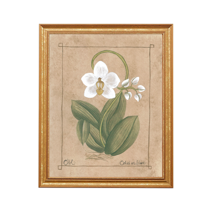 Botanique Blanc Orchid Art Print