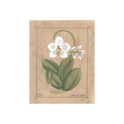 Botanique Blanc Orchid Art Print