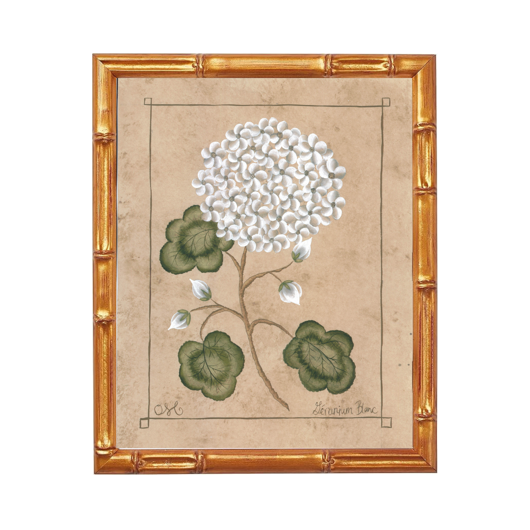 Botanique Blanc Orchid Art Print