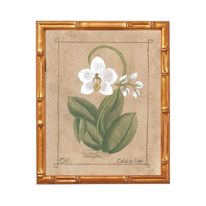 Botanique Blanc Orchid Art Print
