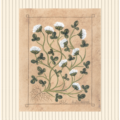 Botanique Blanc Trefle Rampant Original on Papier