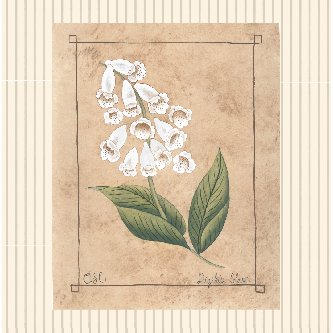 **Botanique Blanc Set of 9 Originals on Papier